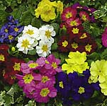 Unbranded Primrose Flamingo Mixed Garden Ready Plants