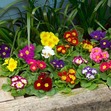 Unbranded Primrose Mixed F1 (Primula acaulis) Pack of 90