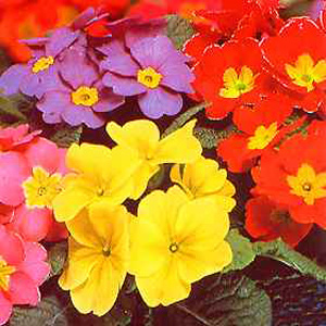 Unbranded Primrose Special Giant Seeds