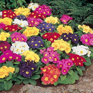 Unbranded Primrose Springtide Seeds