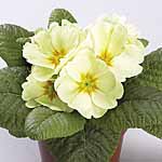 Unbranded Primrose Woodland Dell Plants