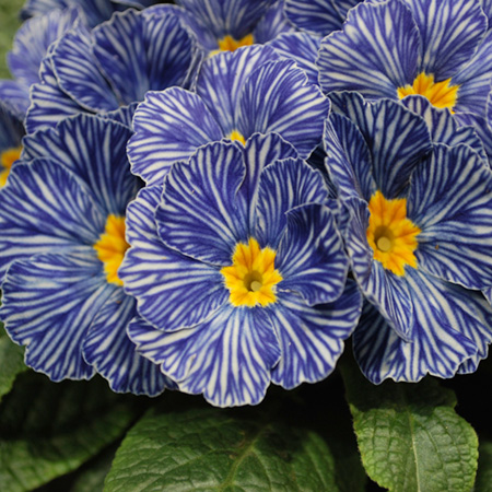 Unbranded Primrose Zebra Blue F1 Pack of 15 Garden Ready