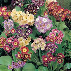 Unbranded Primula Auricula Douglas Prize Seeds