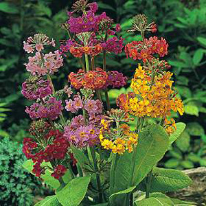 Unbranded Primula Candelabra Hybrids Seeds