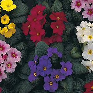 Unbranded Primula Wanda Supreme Mixed Seeds