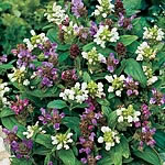 Unbranded Prunella Freelander Mix Seeds 428033.htm