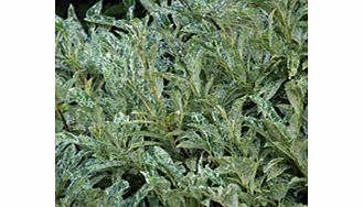 Unbranded Prunus Laurocerasus Plant - Marbled White