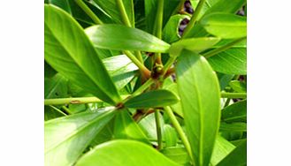 Glossy thick green leaves with prominent mid-rib and veins. Makes an excellent foliage pot plant. RHS Award of Garden Merit winner. Supplied in a 2-3 litre pot.EvergreenFrost tenderFull sunMedium shrubPartial shadeBUY ANY 3 AND SAVE 20.00! (Please no