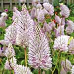 Unbranded Ptilotus Joey Plants