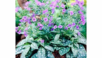 Unbranded Pulmonaria Plant - Trevi Fountain