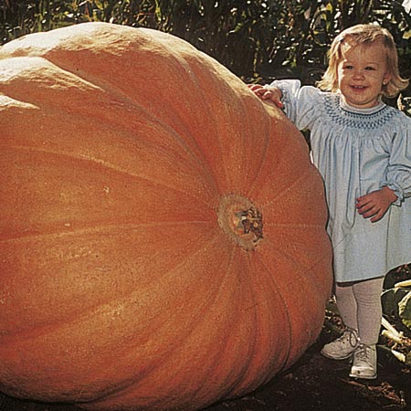 Unbranded Pumpkin Atlantic Giant Seeds 6 Seeds