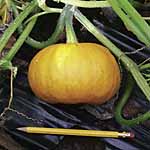 Unbranded Pumpkin Little October Seeds