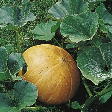 Unbranded Pumpkin Mammoth seeds 12 seeds