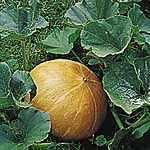 Unbranded Pumpkin Mammoth seeds 439709.htm