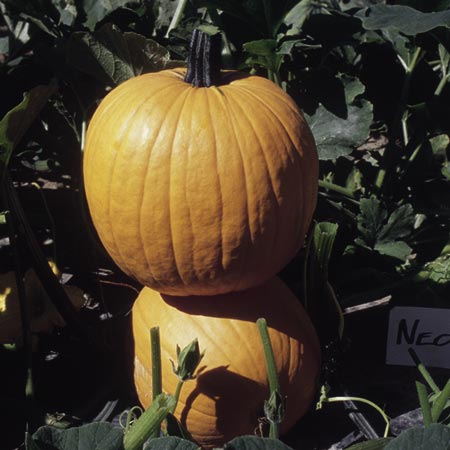 Unbranded Pumpkin Orbit F1 Seeds 10 Seeds