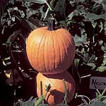 Unbranded Pumpkin Orbit F1 Seeds