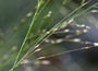 Purple Moor Grass