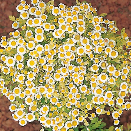 Unbranded Pyrethrum Golden Ball Seeds (Foliage) Average