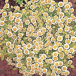 Pyrethrum Golden Ball Seeds