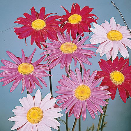 Unbranded Pyrethrum Single Mixed Seeds Average Seeds 100