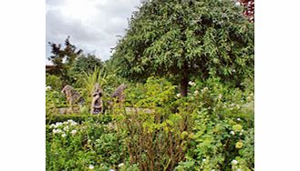 Unbranded Pyrus salicifolia pendula Tree