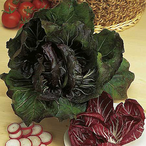 Unbranded Radicchio Palla Rossa Bella Seeds