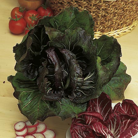 Unbranded Radicchio Palla Rossa Red Devil Seeds Average