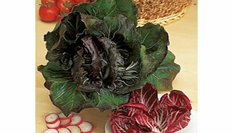 Unbranded Radicchio Palla Rossa Red Devil Seeds