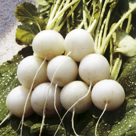 Unbranded Radish Albena Seeds Average Seeds 450