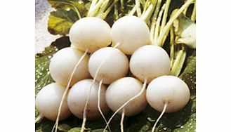 Unbranded Radish Albena Seeds