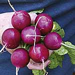 Unbranded Radish Amethyst Seeds 438536.htm