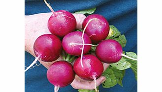 Unbranded Radish Amethyst Seeds