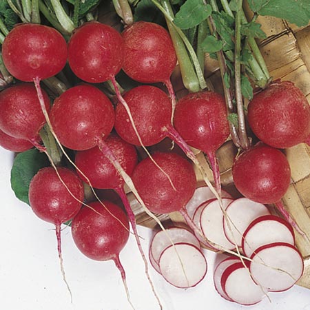 Unbranded Radish Cherry Belle Seeds Average Seeds 450