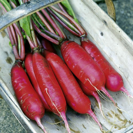 Unbranded Radish Dragon F1 Average Seeds 130