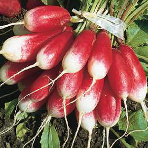 Unbranded Radish French Breakfast Childrens Seeds