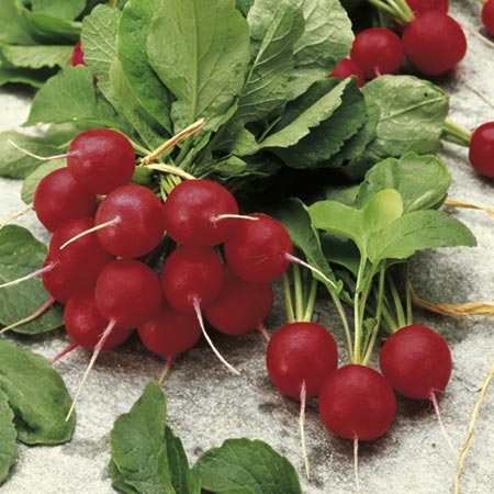 Unbranded Radish Jolly Seeds Average Seeds 450