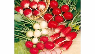 Unbranded Radish Mixture Seeds