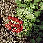 Unbranded Radish Rougette Seeds 438401.htm