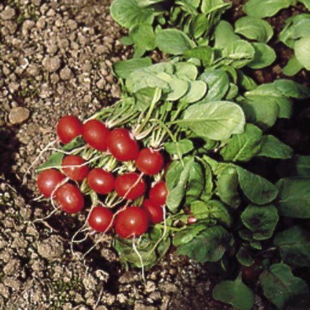 Unbranded Radish Rougette Seeds Average Seeds 480