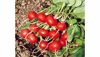 Unbranded Radish Rougette Seeds