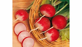 Unbranded Radish Seeds - Sparkler 3 - Triple Pack