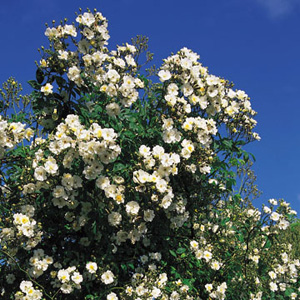 Unbranded Rambling Rector - Climbing Rose