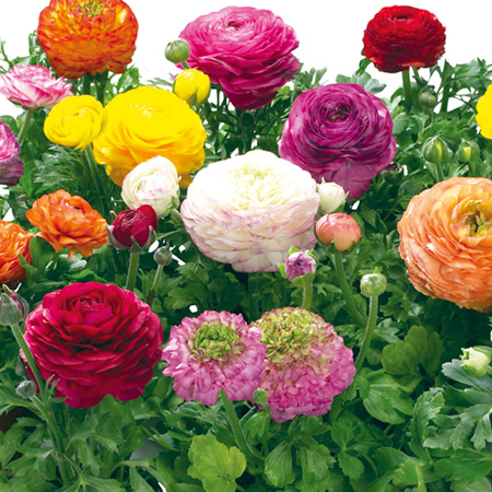 Unbranded Ranunculus Bloomingdale Mixed Pack of 20