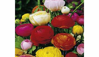 Unbranded Ranunculus Bulbs - Mix