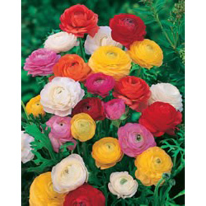 Unbranded Ranunculus Mixed Persian Buttercup Bulbs