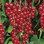 Unbranded Redcurrant Junifer