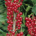 Unbranded Redcurrant Rovada