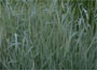 Reed Canary Grass