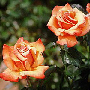 Unbranded Remember Me - Hybrid Tea Rose