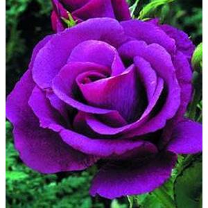 Unbranded Rhapsody in Blue - Floribunda Rose